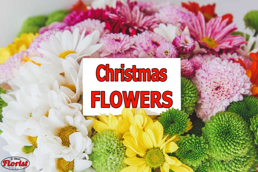 christmas flowers punta-gorda